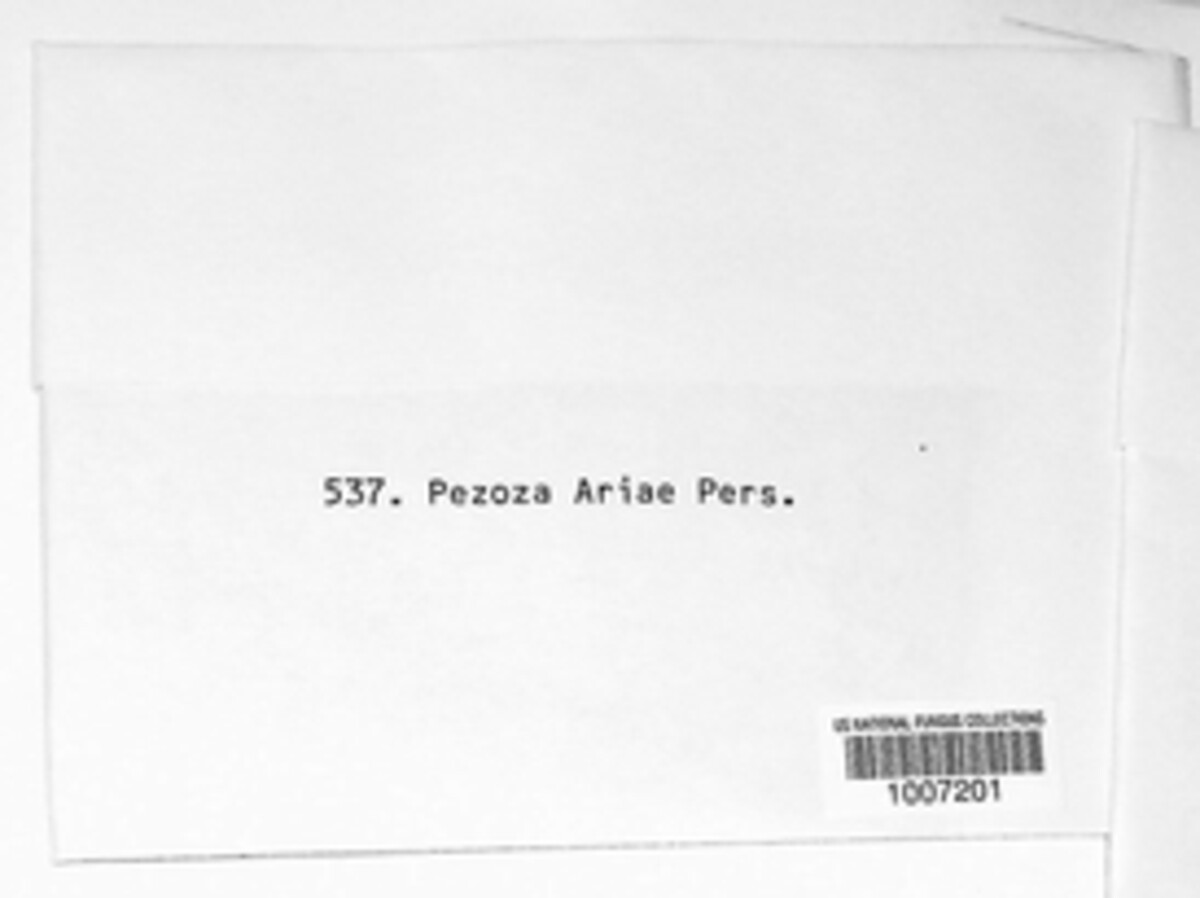 Dermea ariae image